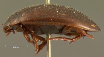 Media type: image;   Entomology 6041 Aspect: habitus lateral view